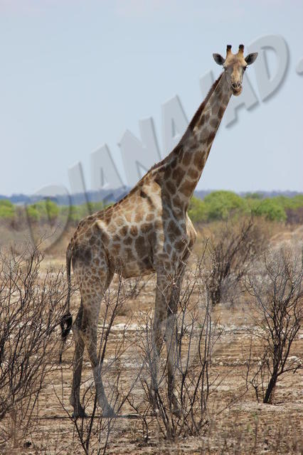 Parc Etosha