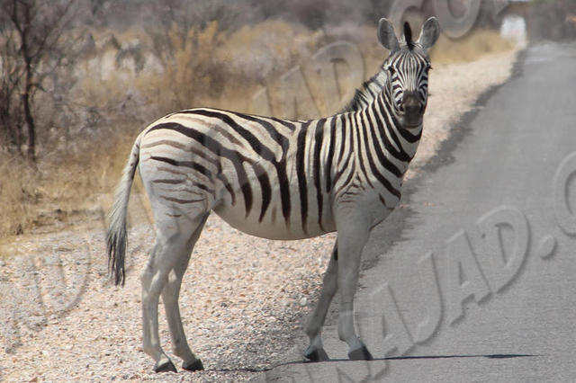Parc Etosha