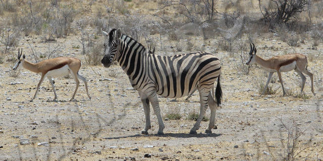 Parc Etosha