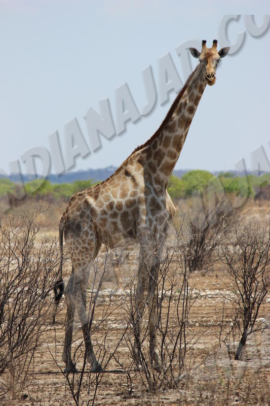 Parc Etosha