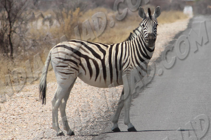 Parc Etosha