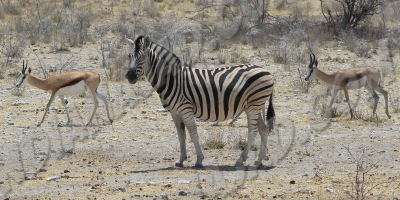 Parc Etosha
