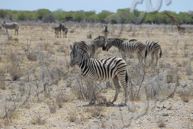 Parc Etosha