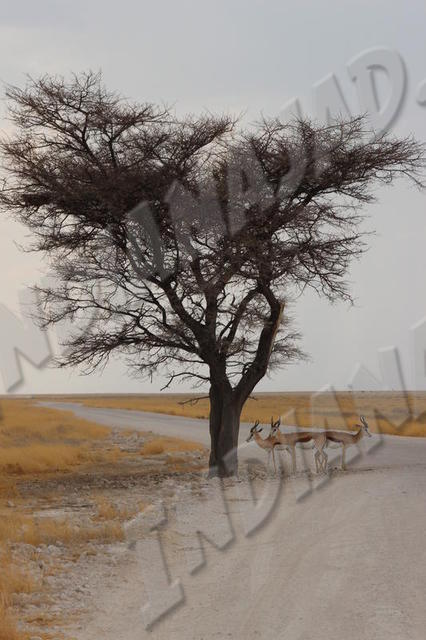 Parc Etosha