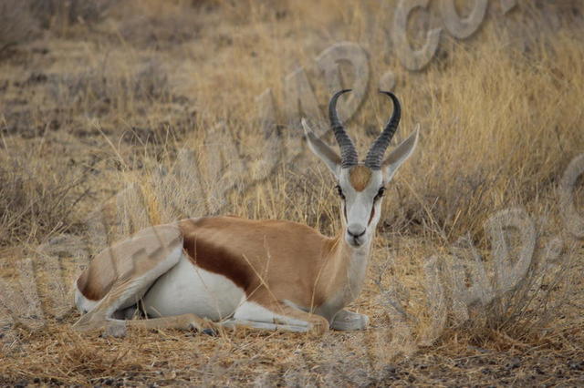 Parc Etosha