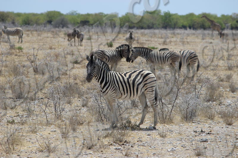 Parc Etosha