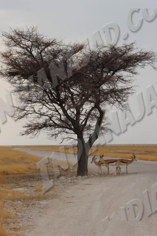 Parc Etosha
