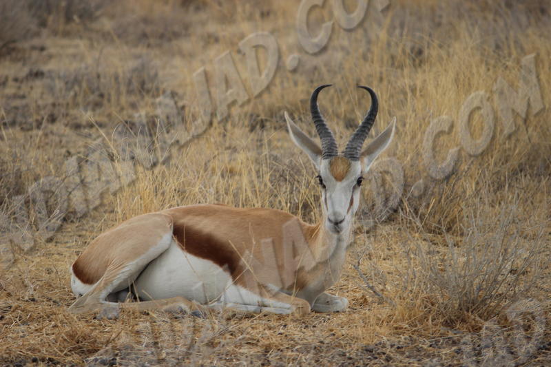 Parc Etosha