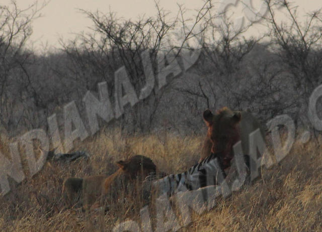 Parc Etosha