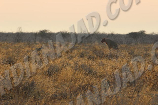 Parc Etosha