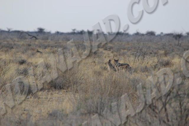 Parc Etosha