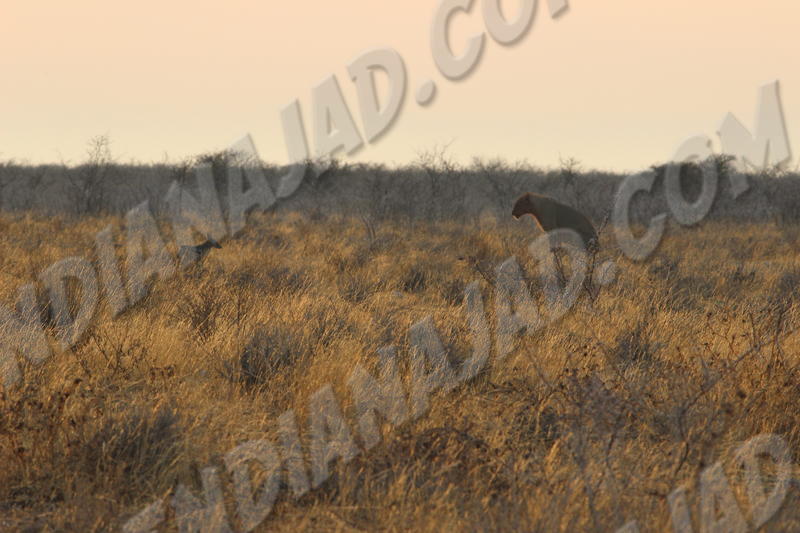 Parc Etosha