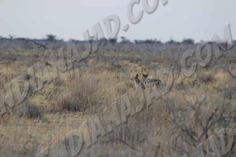 Parc Etosha