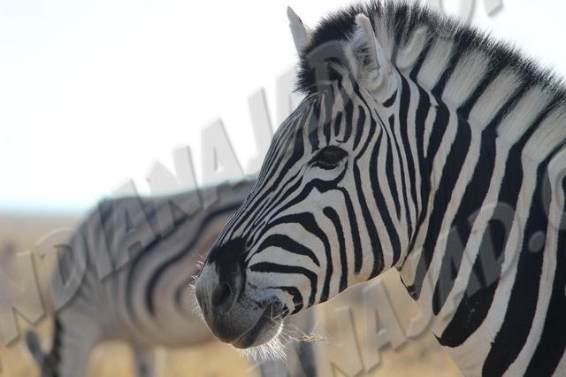 Parc Etosha