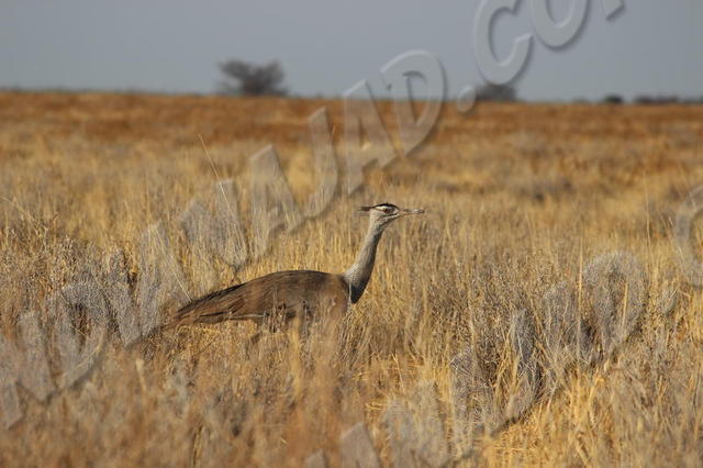 Parc Etosha