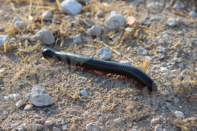 Parc Etosha