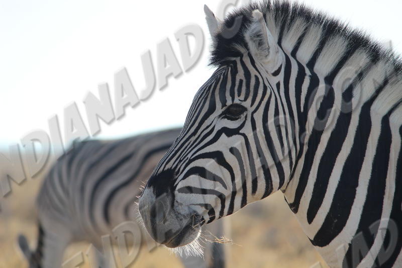 Parc Etosha
