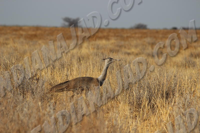Parc Etosha