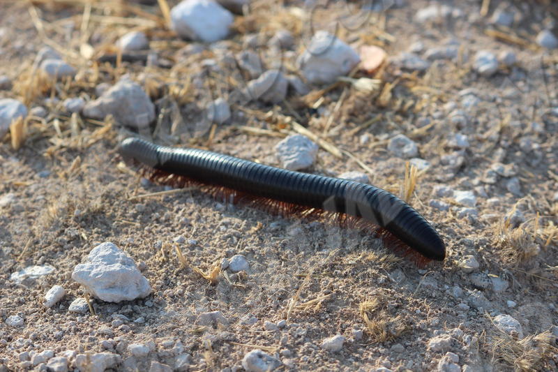Parc Etosha