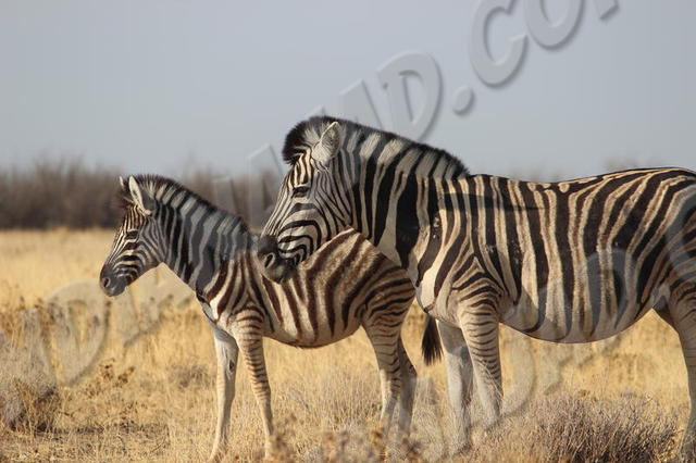 Parc Etosha