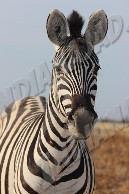 Parc Etosha
