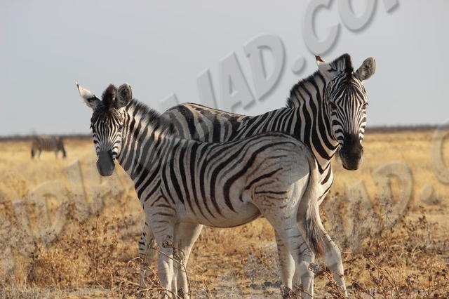 Parc Etosha