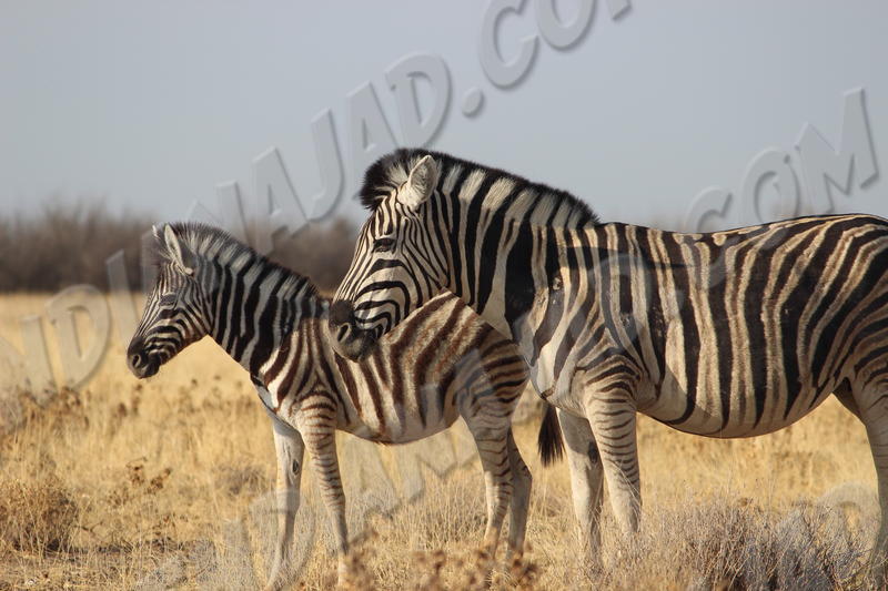 Parc Etosha