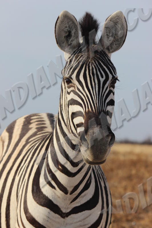 Parc Etosha
