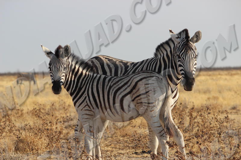 Parc Etosha
