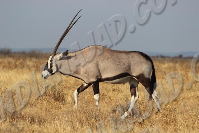 Parc Etosha