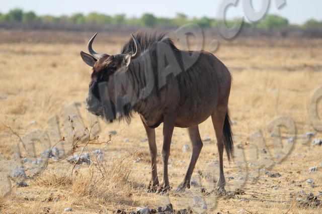 Parc Etosha