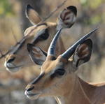 Parc Etosha
