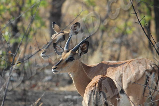 Parc Etosha