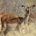Parc Etosha