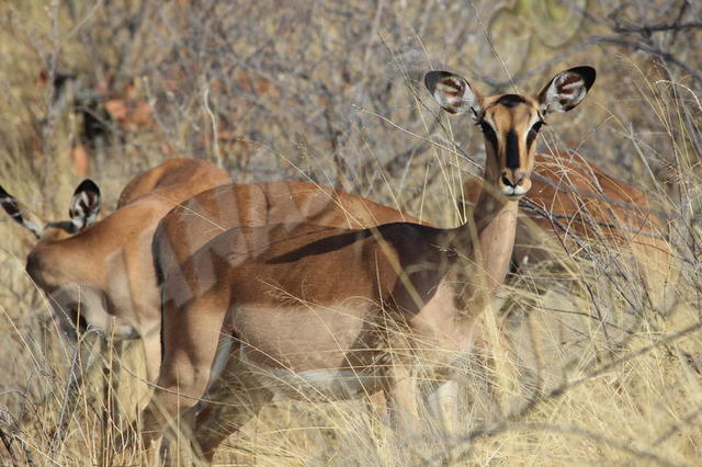 Parc Etosha