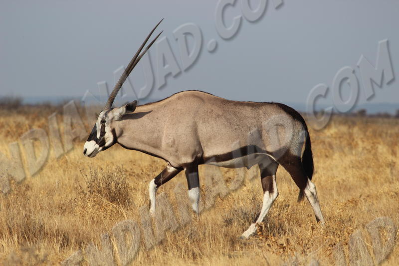 Parc Etosha