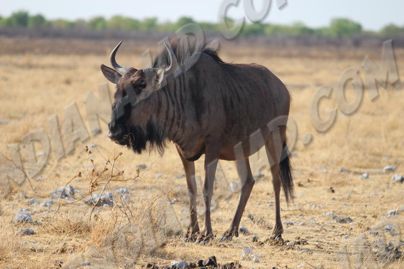 Parc Etosha
