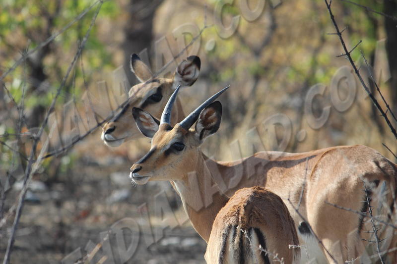 Parc Etosha