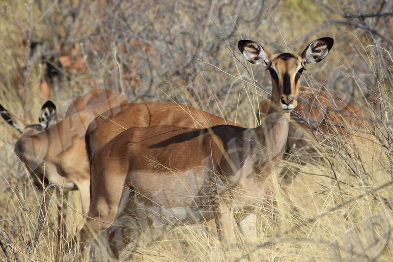 Parc Etosha