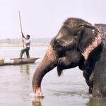 Sauraha