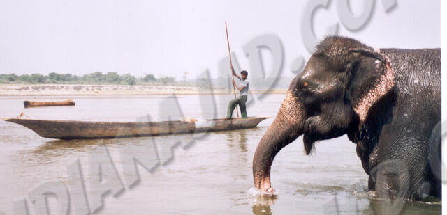 Sauraha