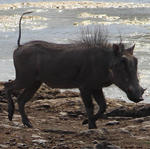 Parc Etosha