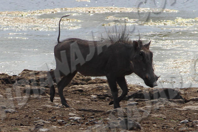 Parc Etosha