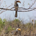 Parc Etosha