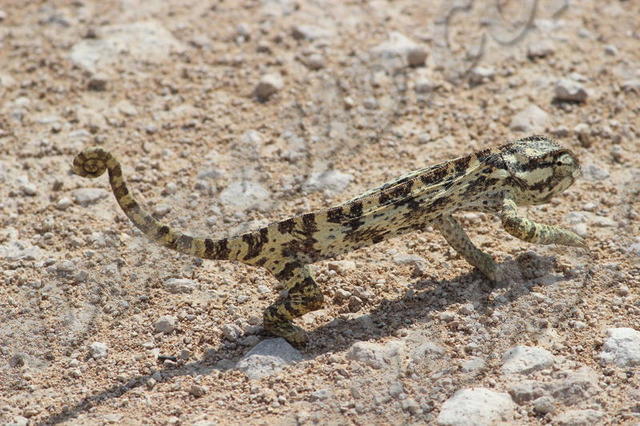 Parc Etosha