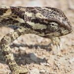 Parc Etosha