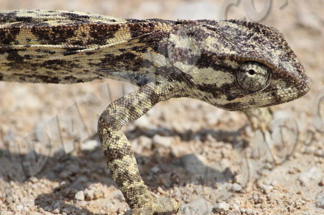Parc Etosha