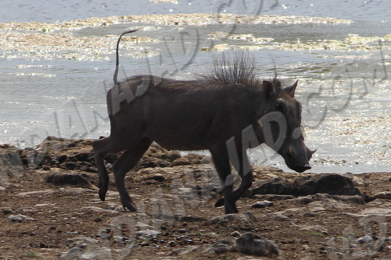 Parc Etosha