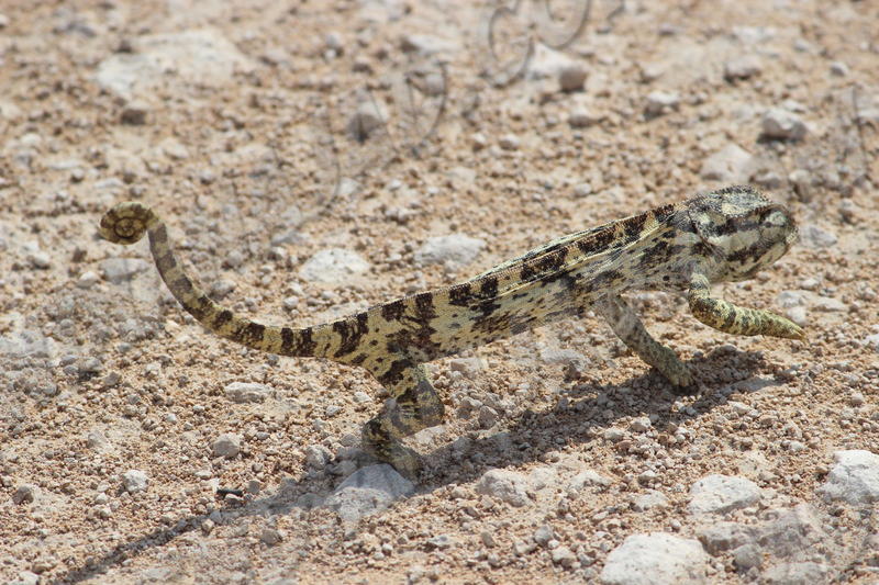 Parc Etosha