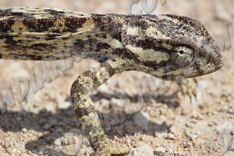 Parc Etosha